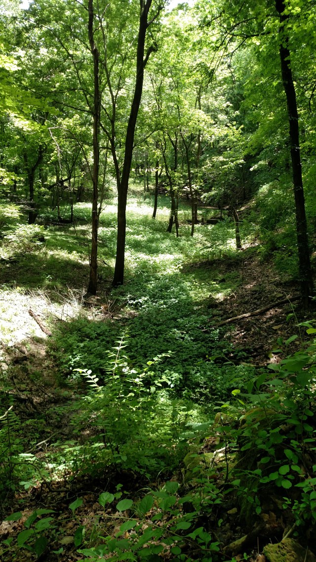 IMG_20170618_123228811