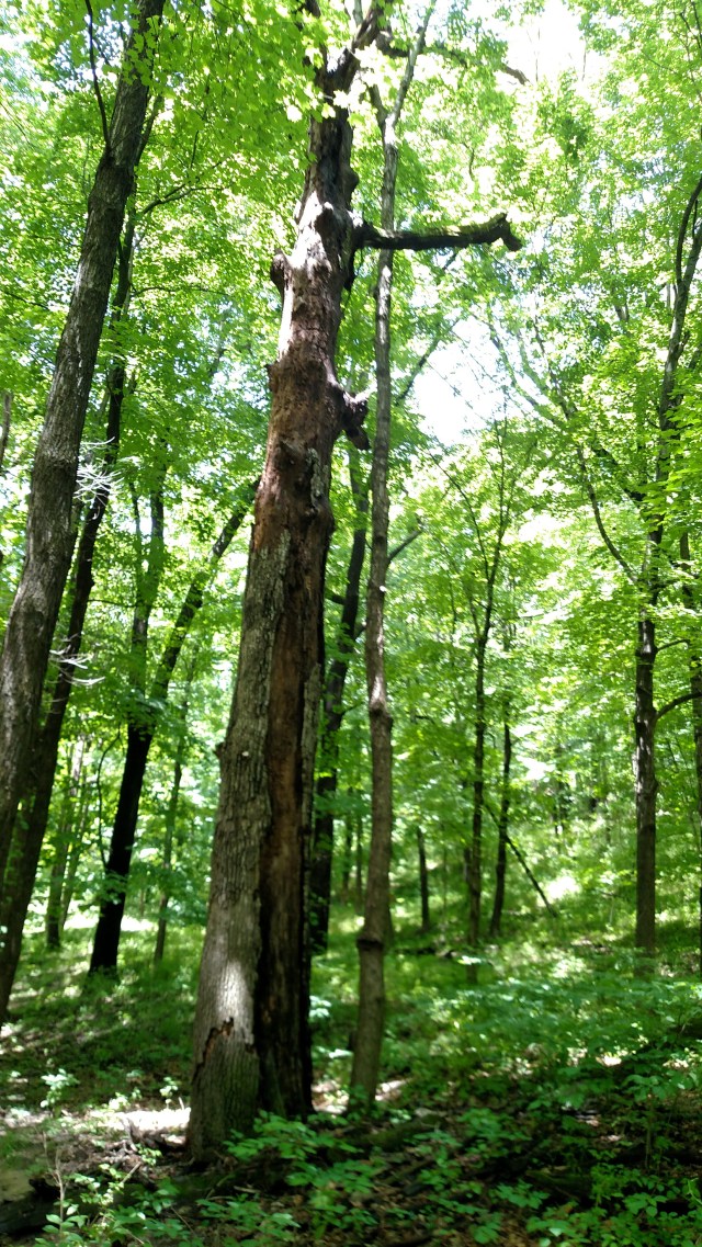 IMG_20170618_123439401