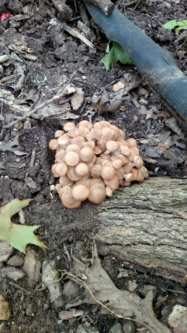 IMG_20170902_151432153