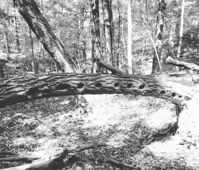 IMG_20170903_195110_236