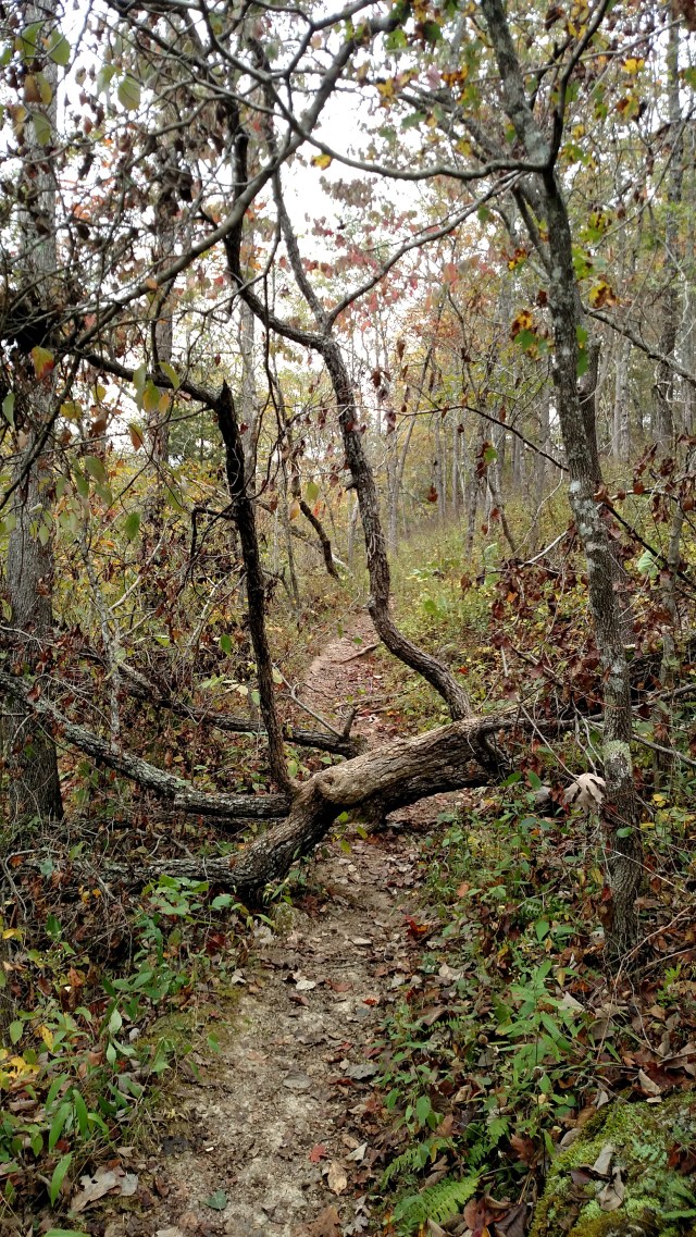 IMG_20171008_122116092