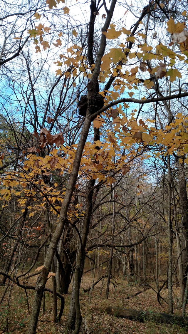 IMG_20171029_132846875