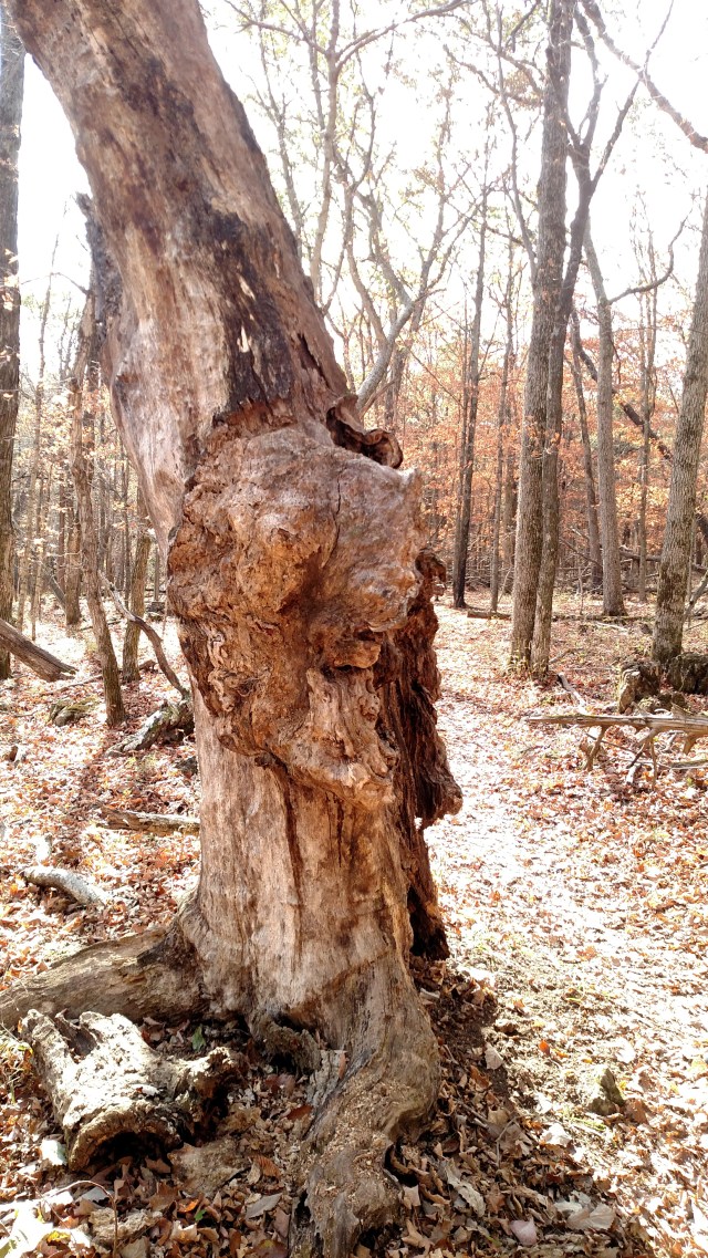 IMG_20171029_144228221